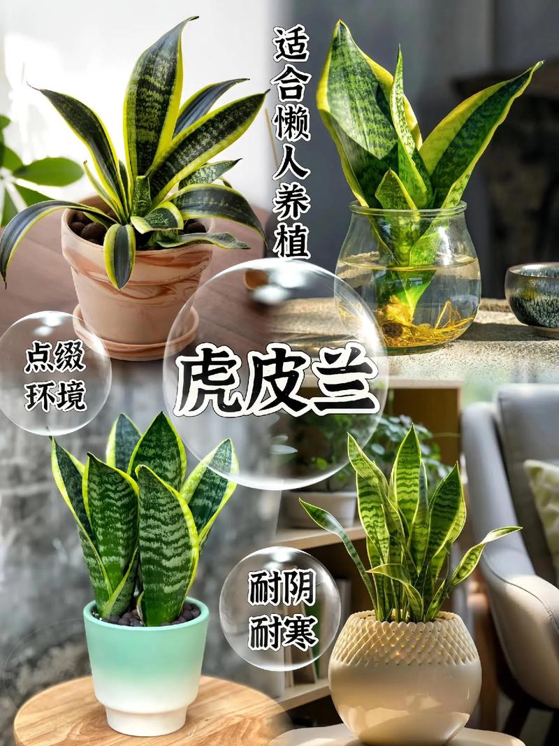 金边虎皮兰适合多宽盆(金边虎皮兰适合多宽盆种植)-第6张图片-多多自然网 金边虎皮兰适合多宽盆(金边虎皮兰适合多宽盆种植)-第6张图片-多多自然网
