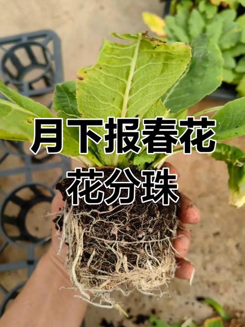 报春花如何播种（报春花播种后多长时间开花）-第3张图片-多多自然网