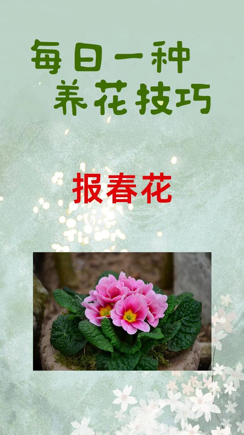报春花如何播种（报春花播种后多长时间开花）-第4张图片-多多自然网
