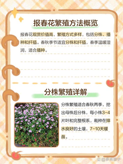 报春花如何播种（报春花播种后多长时间开花）-第5张图片-多多自然网
