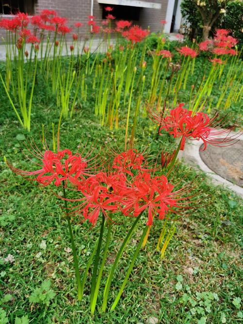 曼莎珠华秋天怎么养(曼珠沙华秋季才长叶怎么回事)-第4张图片-多多自然网 曼莎珠华秋天怎么养(曼珠沙华秋季才长叶怎么回事)-第4张图片-多多自然网