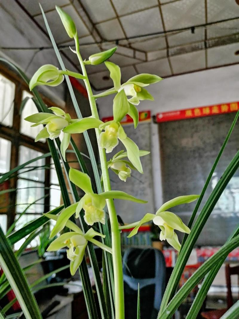 温州素怎么养(温州素食批发在哪)-第4张图片-多多自然网 温州素怎么养(温州素食批发在哪)-第4张图片-多多自然网
