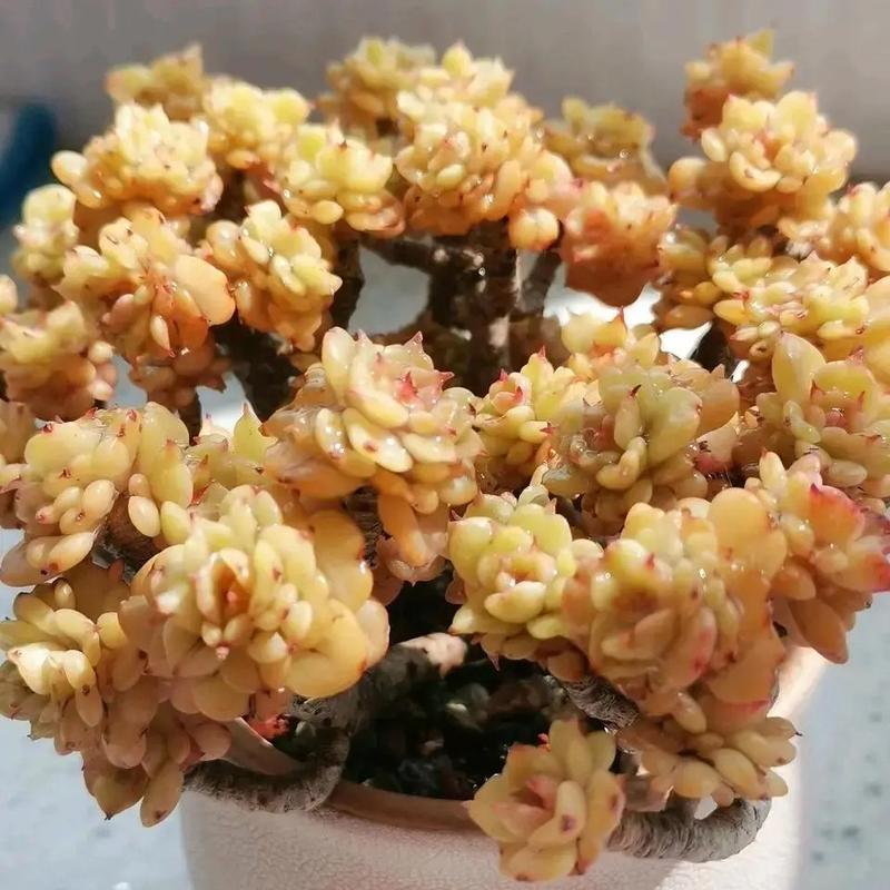 蜡牡丹多肉怎么养能红（蜡牡丹多肉是贵货吗）-第1张图片-多多自然网