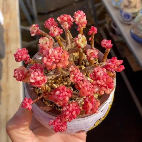 蜡牡丹多肉怎么养能红（蜡牡丹多肉是贵货吗）-第4张图片-多多自然网