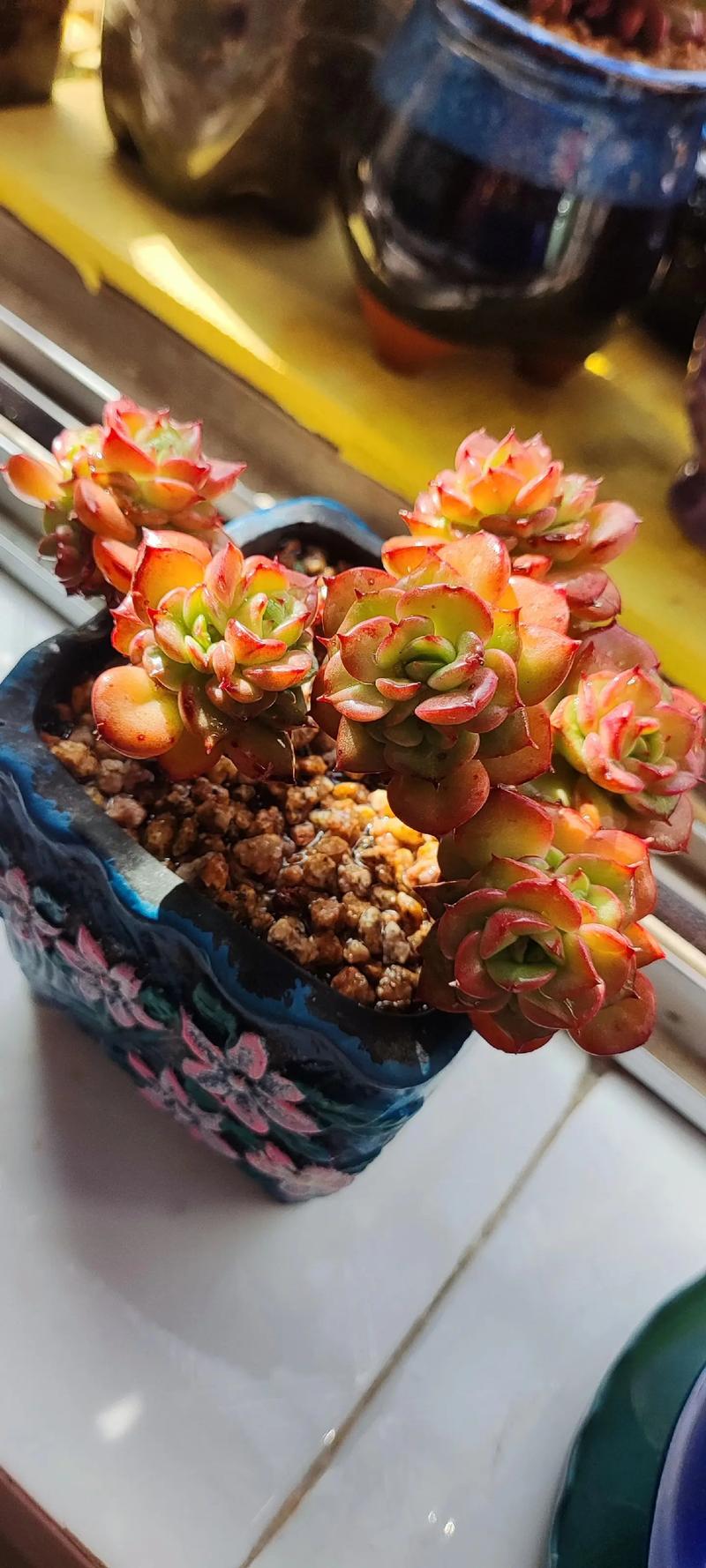 蜡牡丹多肉怎么养能红（蜡牡丹多肉是贵货吗）-第8张图片-多多自然网