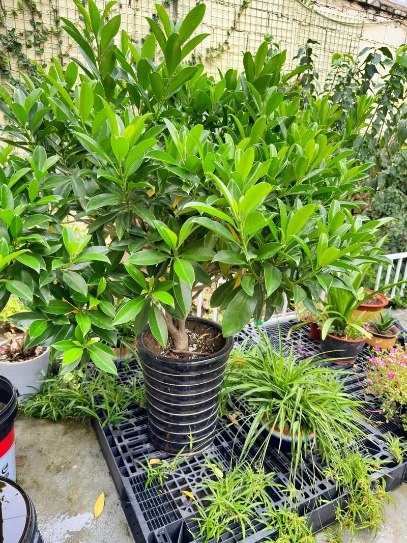 茉莉秋天怎么养(茉莉秋天怎么养护和管理)-第2张图片-多多自然网 茉莉秋天怎么养(茉莉秋天怎么养护和管理)-第2张图片-多多自然网