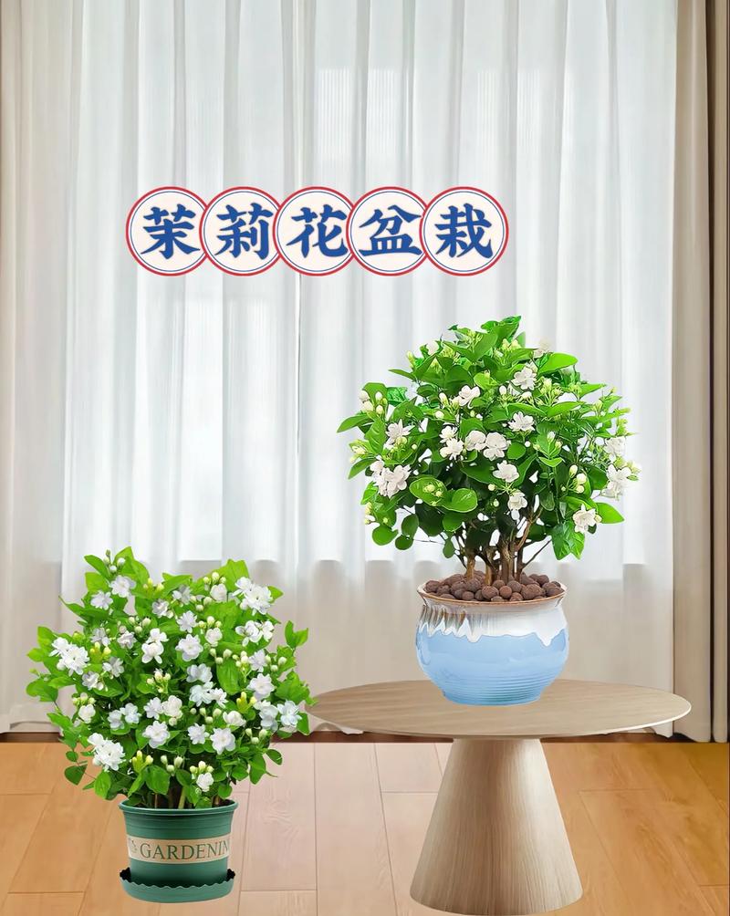 茉莉秋天怎么养(茉莉秋天怎么养护和管理)-第5张图片-多多自然网 茉莉秋天怎么养(茉莉秋天怎么养护和管理)-第5张图片-多多自然网