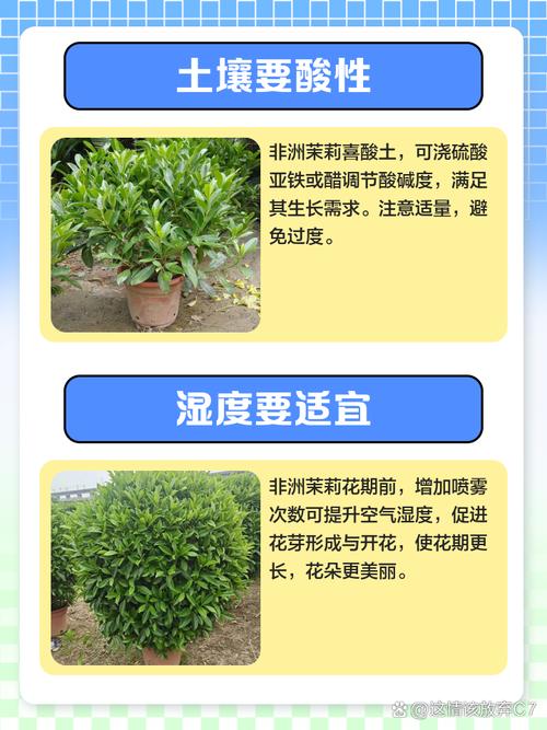茉莉秋天怎么养(茉莉秋天怎么养护和管理)-第6张图片-多多自然网 茉莉秋天怎么养(茉莉秋天怎么养护和管理)-第6张图片-多多自然网