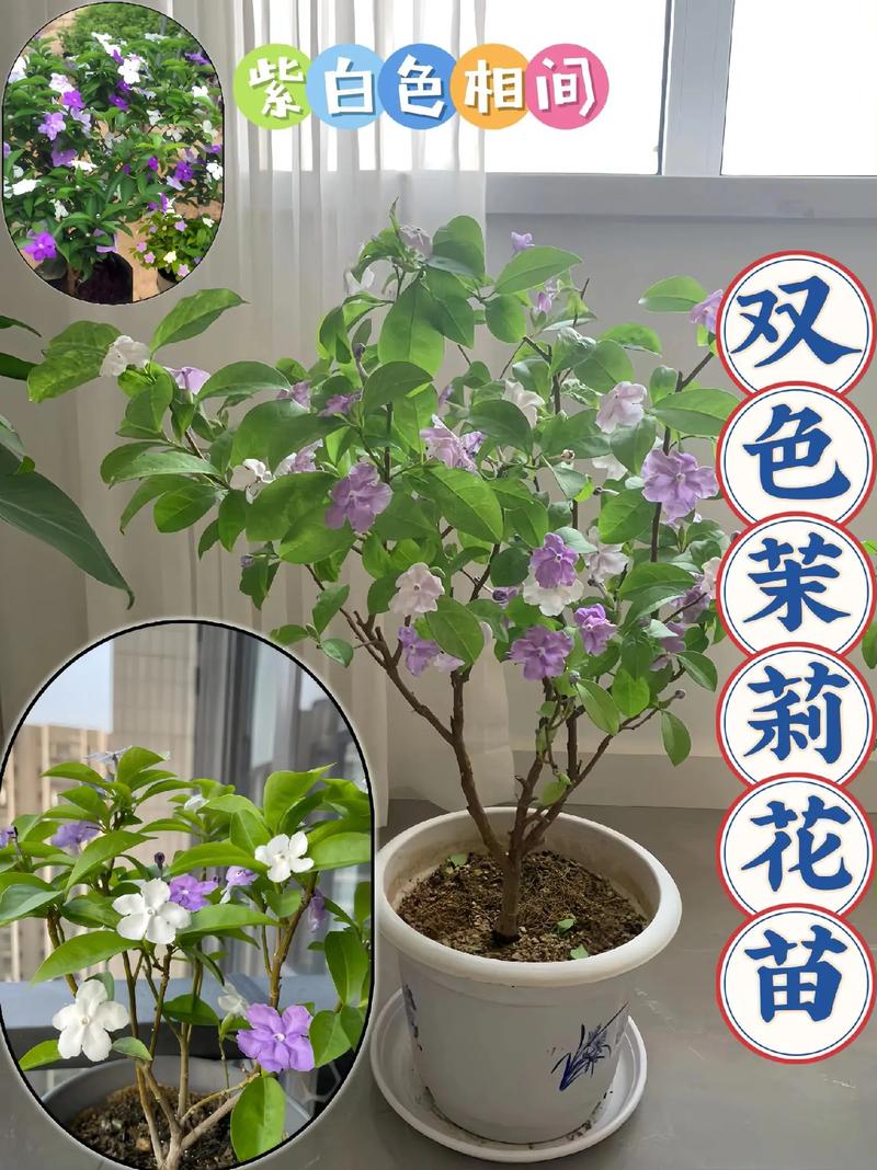 茉莉怎么繁殖(茉莉怎么繁殖方法)-第1张图片-多多自然网 茉莉怎么繁殖(茉莉怎么繁殖方法)-第1张图片-多多自然网