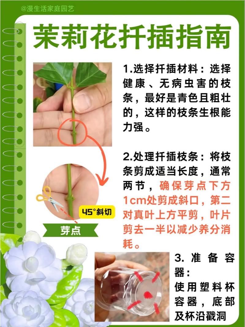 茉莉怎么繁殖(茉莉怎么繁殖方法)-第6张图片-多多自然网 茉莉怎么繁殖(茉莉怎么繁殖方法)-第6张图片-多多自然网