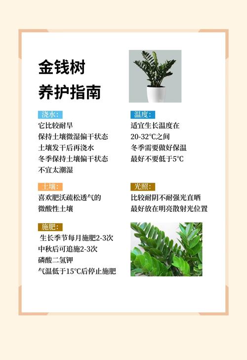 金钱树如何分株(金钱树怎么分株)-第2张图片-多多自然网 金钱树如何分株(金钱树怎么分株)-第2张图片-多多自然网