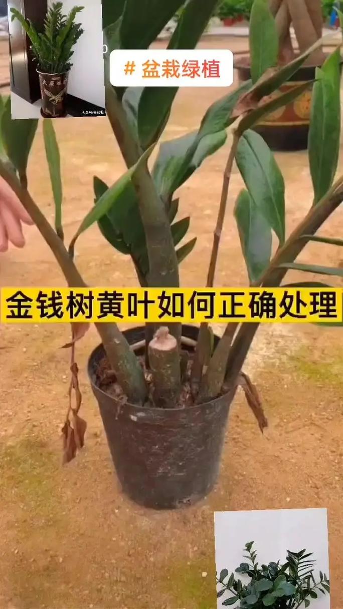 金钱树如何分株(金钱树怎么分株)-第3张图片-多多自然网 金钱树如何分株(金钱树怎么分株)-第3张图片-多多自然网
