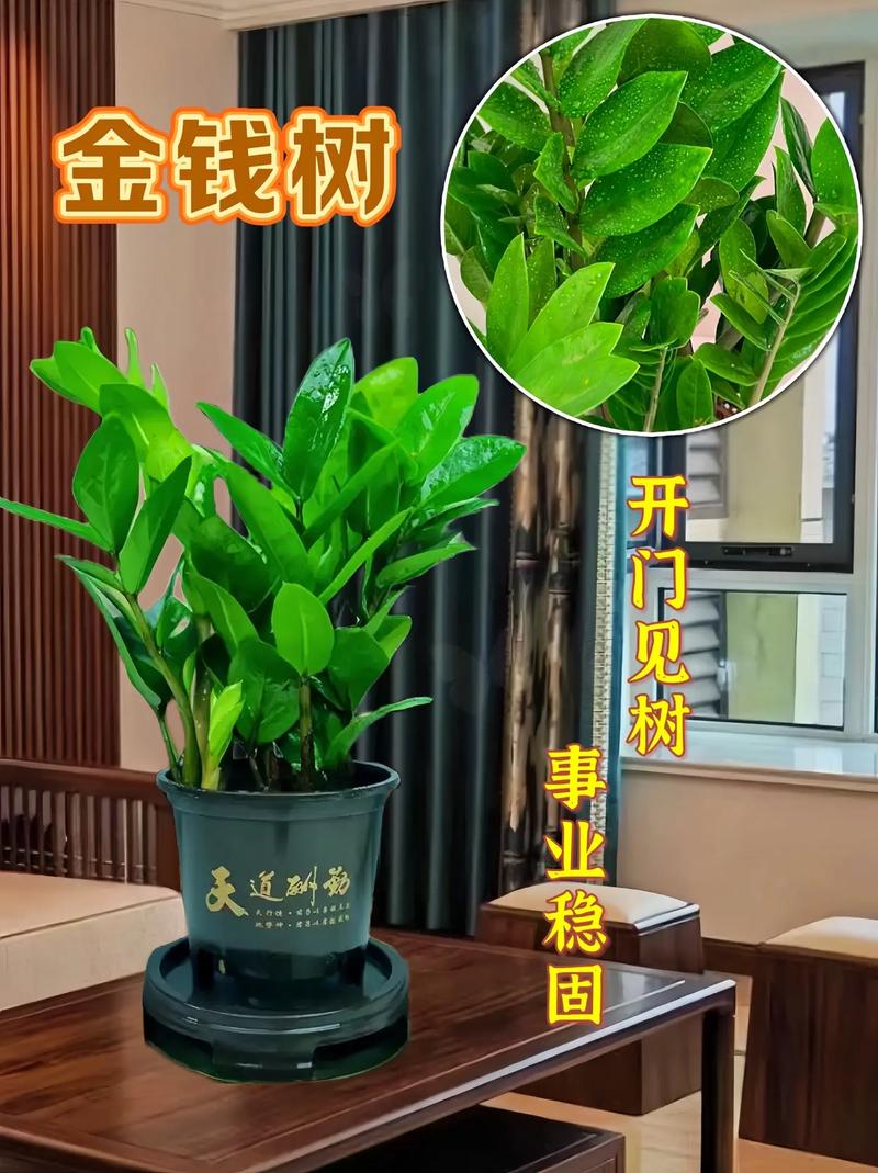 金钱树如何分株(金钱树怎么分株)-第4张图片-多多自然网 金钱树如何分株(金钱树怎么分株)-第4张图片-多多自然网