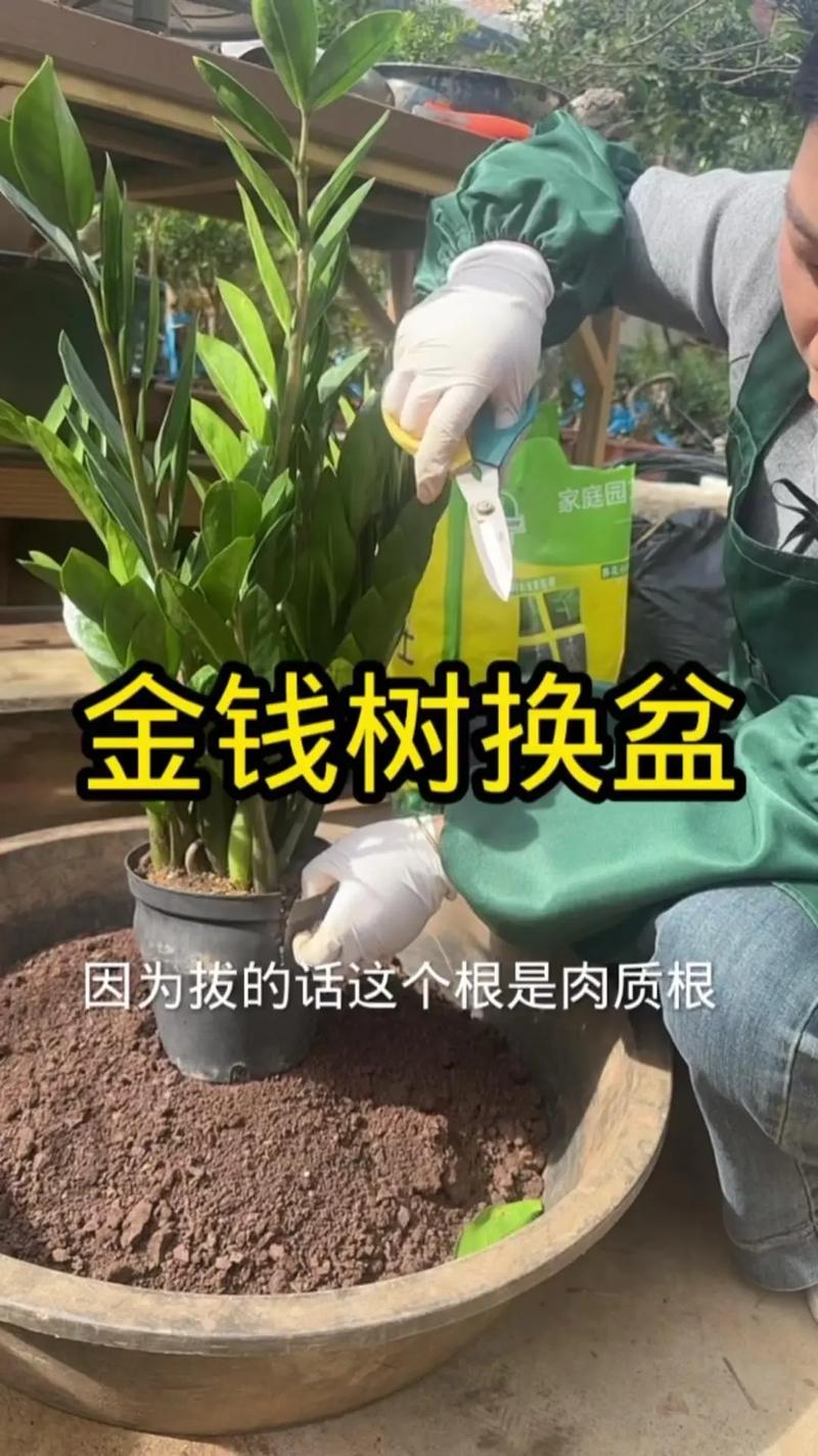 金钱树如何分株(金钱树怎么分株)-第5张图片-多多自然网 金钱树如何分株(金钱树怎么分株)-第5张图片-多多自然网
