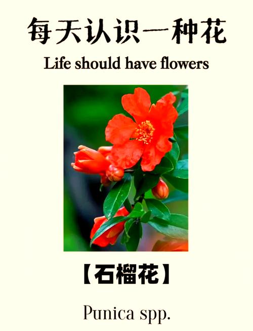 过年给花来个大扫除(过年大扫除说的吉利话)-第3张图片-多多自然网 过年给花来个大扫除(过年大扫除说的吉利话)-第3张图片-多多自然网