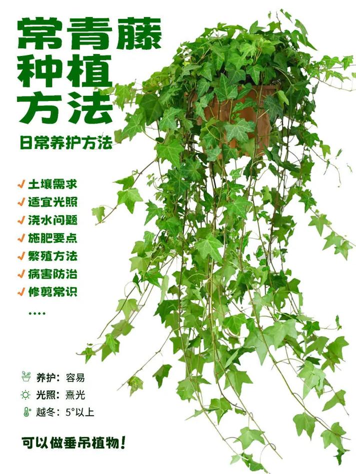 常春藤怎么养能爆盆(常春藤怎么养能爆盆视频)-第2张图片-多多自然网 常春藤怎么养能爆盆(常春藤怎么养能爆盆视频)-第2张图片-多多自然网