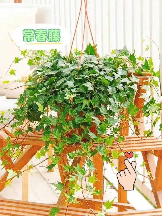 常春藤怎么养能爆盆(常春藤怎么养能爆盆视频)-第3张图片-多多自然网 常春藤怎么养能爆盆(常春藤怎么养能爆盆视频)-第3张图片-多多自然网
