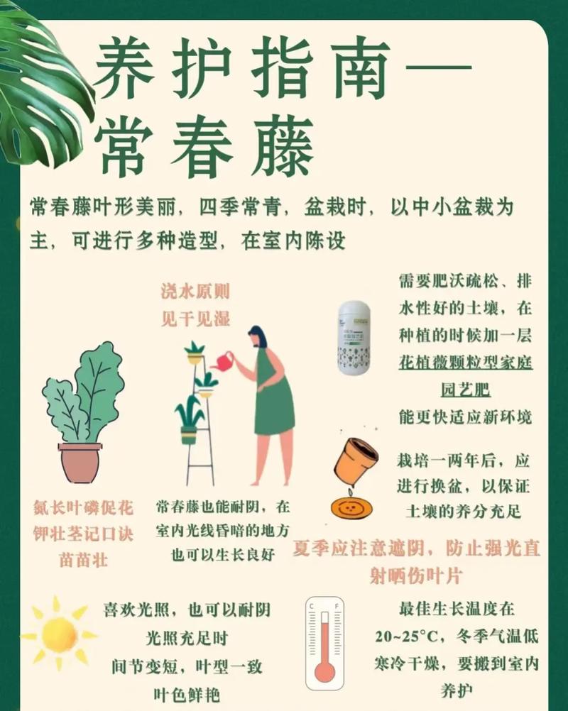 常春藤怎么养能爆盆(常春藤怎么养能爆盆视频)-第7张图片-多多自然网 常春藤怎么养能爆盆(常春藤怎么养能爆盆视频)-第7张图片-多多自然网