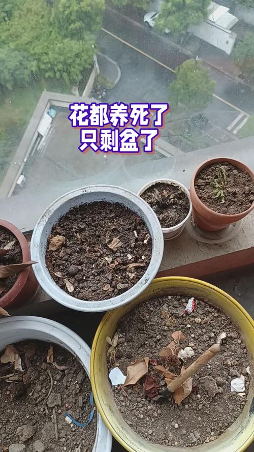浇花掺点小东西(浇花水里加什么会更好)-第3张图片-多多自然网 浇花掺点小东西(浇花水里加什么会更好)-第3张图片-多多自然网
