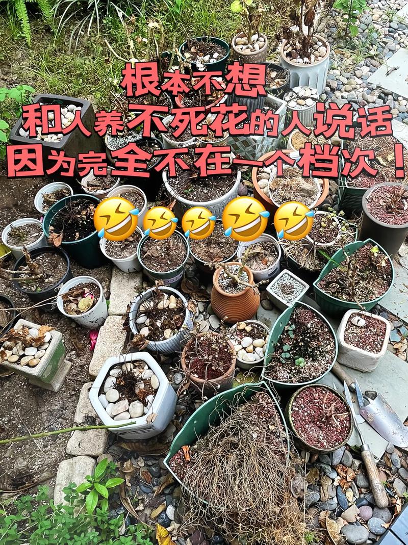 浇花掺点小东西(浇花水里加什么会更好)-第5张图片-多多自然网 浇花掺点小东西(浇花水里加什么会更好)-第5张图片-多多自然网