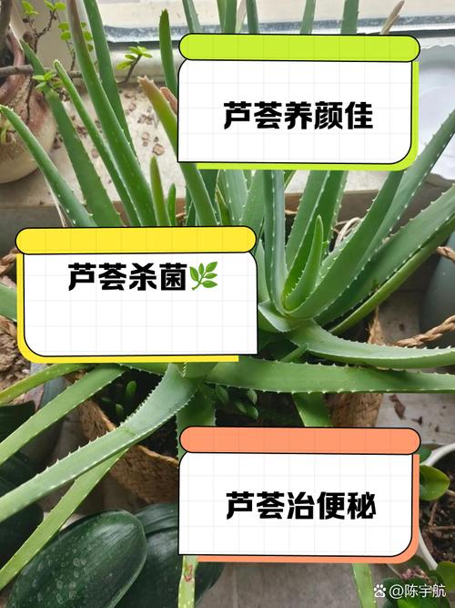 别买营养土了(营养土是真的吗)-第2张图片-多多自然网 别买营养土了(营养土是真的吗)-第2张图片-多多自然网