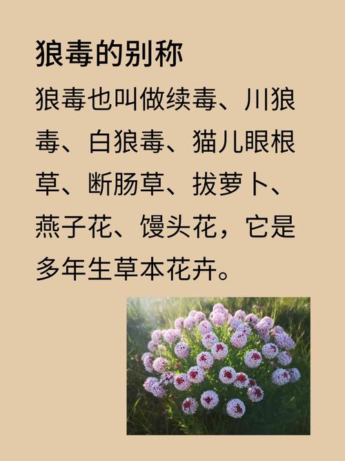 断肠草的繁殖方法(断肠草的繁殖方法图解)-第3张图片-多多自然网 断肠草的繁殖方法(断肠草的繁殖方法图解)-第3张图片-多多自然网