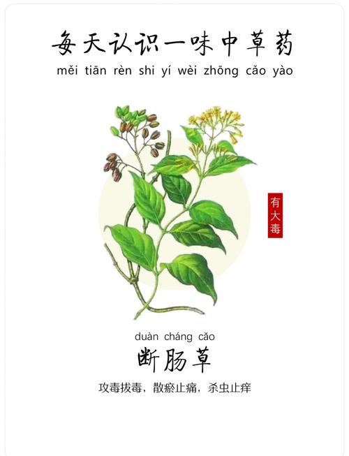 断肠草的繁殖方法(断肠草的繁殖方法图解)-第4张图片-多多自然网 断肠草的繁殖方法(断肠草的繁殖方法图解)-第4张图片-多多自然网