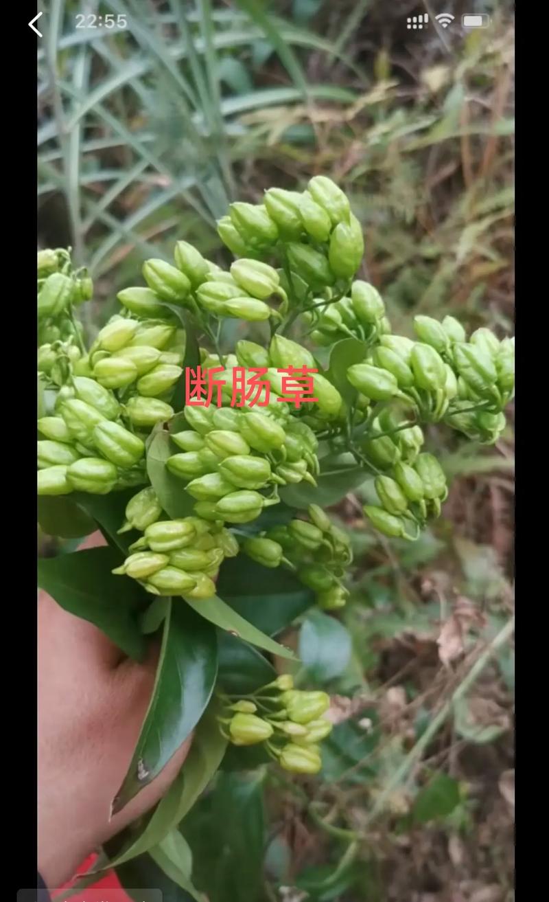 断肠草的繁殖方法(断肠草的繁殖方法图解)-第5张图片-多多自然网 断肠草的繁殖方法(断肠草的繁殖方法图解)-第5张图片-多多自然网