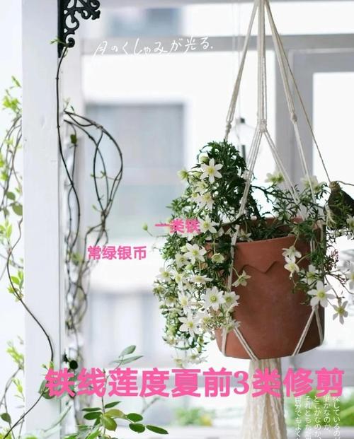 铁线莲如何度夏(铁线莲度夏温度)-第1张图片-多多自然网 铁线莲如何度夏(铁线莲度夏温度)-第1张图片-多多自然网