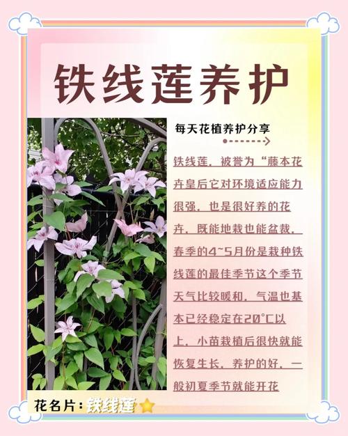 铁线莲如何度夏(铁线莲度夏温度)-第2张图片-多多自然网 铁线莲如何度夏(铁线莲度夏温度)-第2张图片-多多自然网