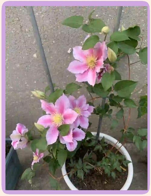铁线莲如何度夏(铁线莲度夏温度)-第4张图片-多多自然网 铁线莲如何度夏(铁线莲度夏温度)-第4张图片-多多自然网