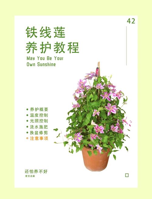 铁线莲如何度夏(铁线莲度夏温度)-第5张图片-多多自然网 铁线莲如何度夏(铁线莲度夏温度)-第5张图片-多多自然网