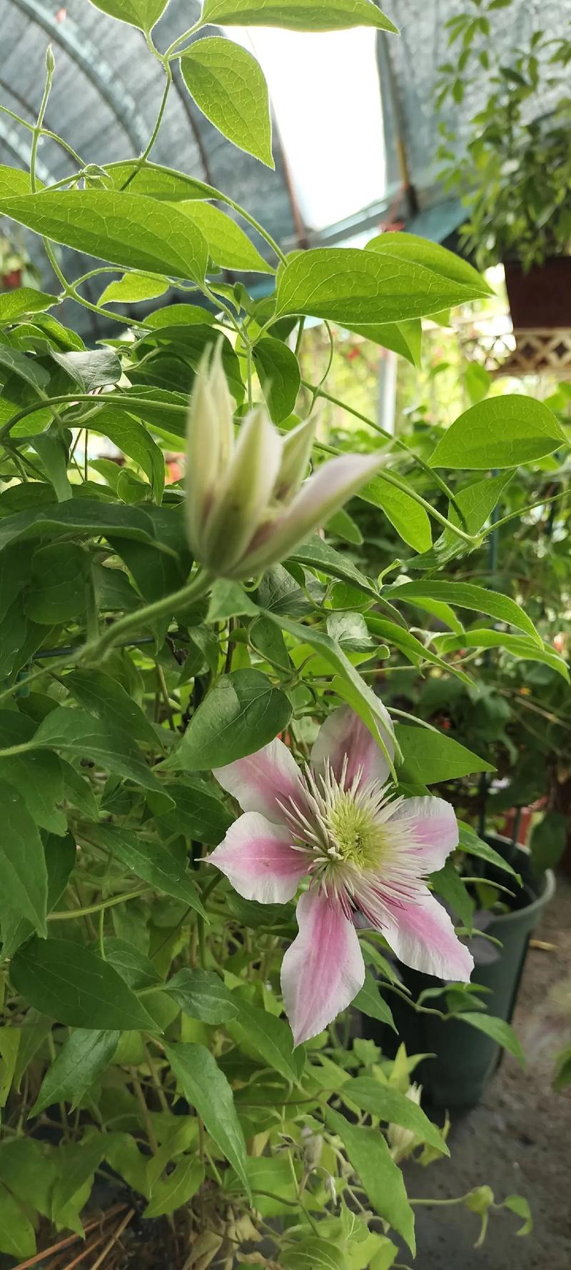 铁线莲如何度夏(铁线莲度夏温度)-第6张图片-多多自然网 铁线莲如何度夏(铁线莲度夏温度)-第6张图片-多多自然网