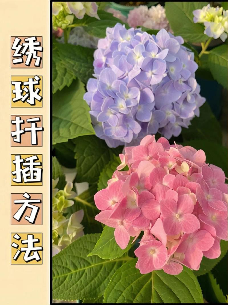 绣球花扦插方法和时间(绣球花扦插方法和时间 视频)-第3张图片-多多自然网 绣球花扦插方法和时间(绣球花扦插方法和时间 视频)-第3张图片-多多自然网