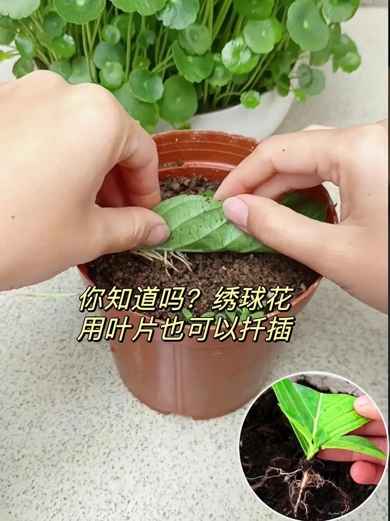 绣球花扦插方法和时间(绣球花扦插方法和时间 视频)-第8张图片-多多自然网 绣球花扦插方法和时间(绣球花扦插方法和时间 视频)-第8张图片-多多自然网