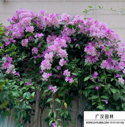 蒜香藤冬天养殖的禁忌(蒜香藤冬季可以户外过冬吗)-第3张图片-多多自然网 蒜香藤冬天养殖的禁忌(蒜香藤冬季可以户外过冬吗)-第3张图片-多多自然网