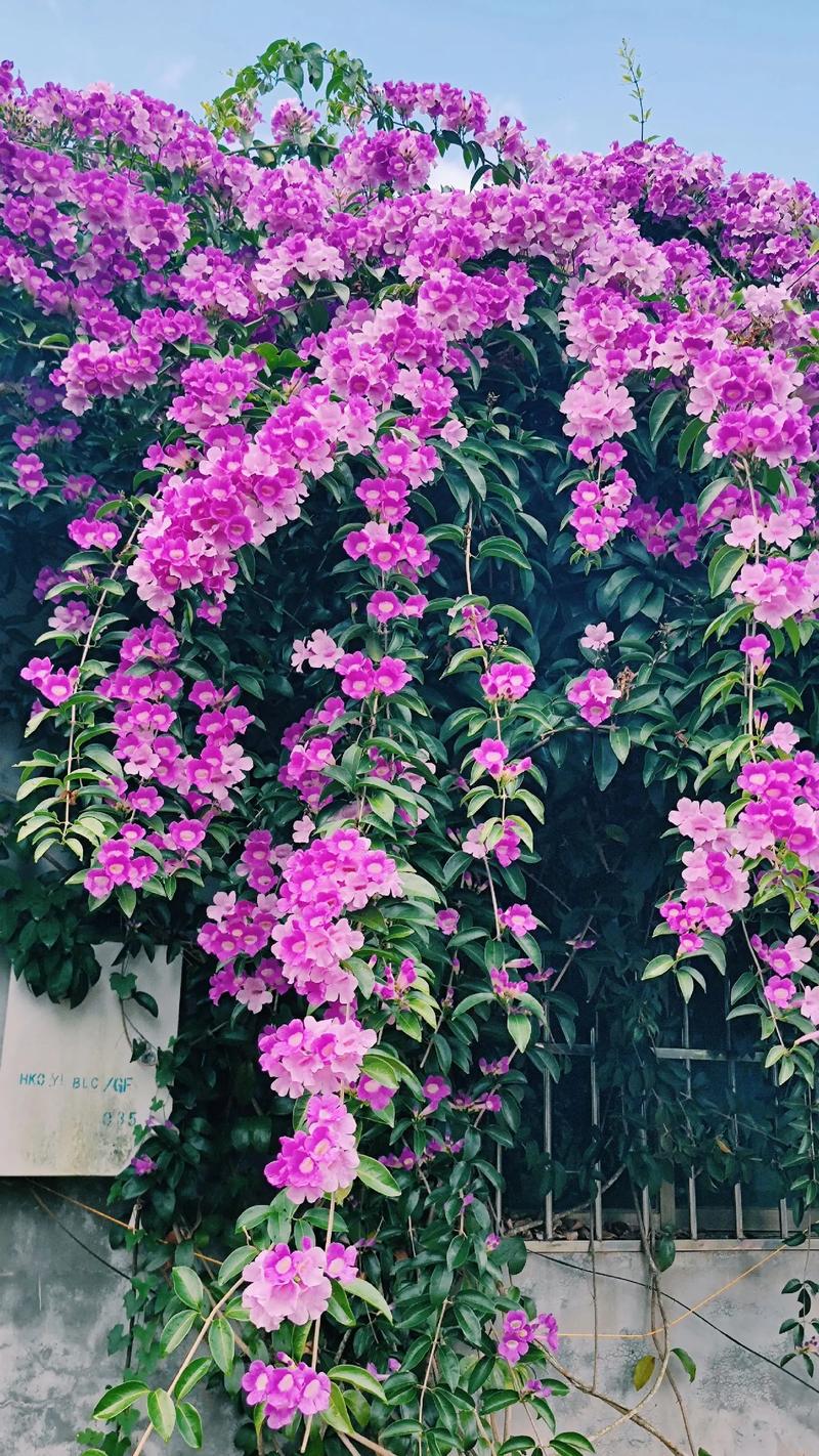 蒜香藤冬天养殖的禁忌(蒜香藤冬季可以户外过冬吗)-第4张图片-多多自然网 蒜香藤冬天养殖的禁忌(蒜香藤冬季可以户外过冬吗)-第4张图片-多多自然网