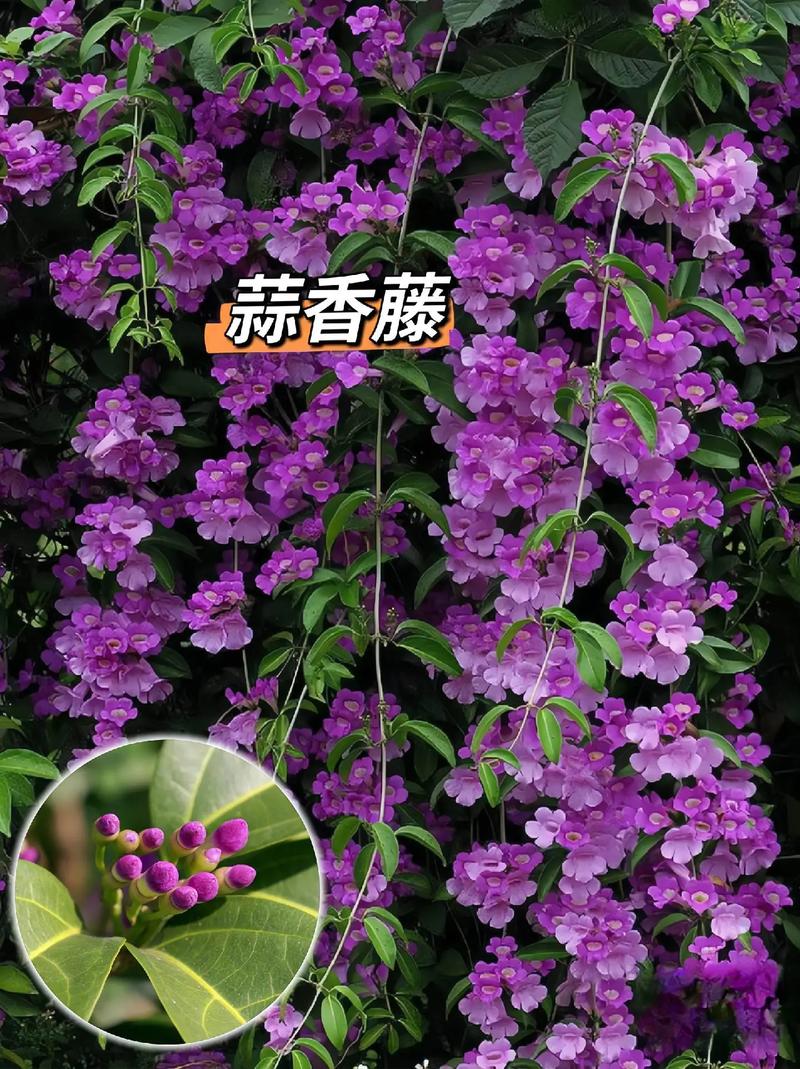 蒜香藤冬天养殖的禁忌(蒜香藤冬季可以户外过冬吗)-第5张图片-多多自然网 蒜香藤冬天养殖的禁忌(蒜香藤冬季可以户外过冬吗)-第5张图片-多多自然网