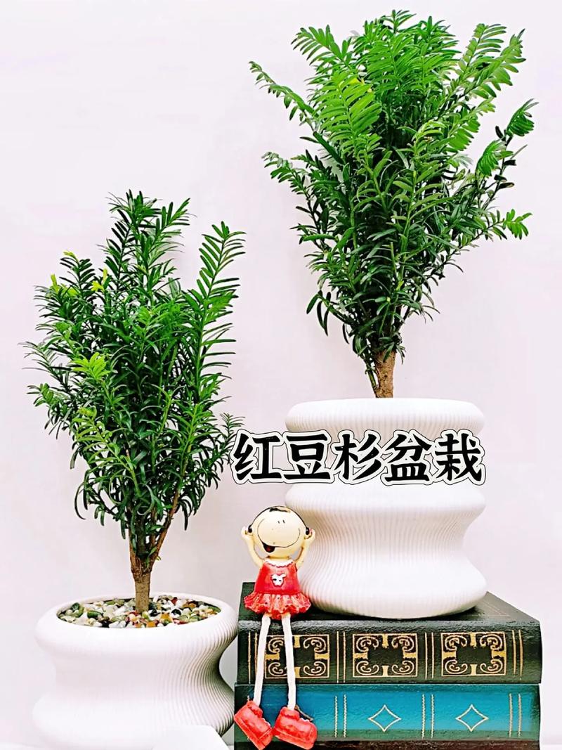 红豆杉冻坏了怎么办(红豆杉过冬后枝叶枯萎怎么救治?)-第2张图片-多多自然网 红豆杉冻坏了怎么办(红豆杉过冬后枝叶枯萎怎么救治?)-第2张图片-多多自然网