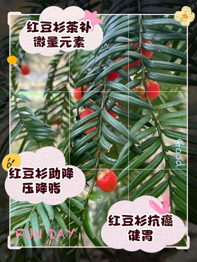 红豆杉冻坏了怎么办(红豆杉过冬后枝叶枯萎怎么救治?)-第5张图片-多多自然网 红豆杉冻坏了怎么办(红豆杉过冬后枝叶枯萎怎么救治?)-第5张图片-多多自然网