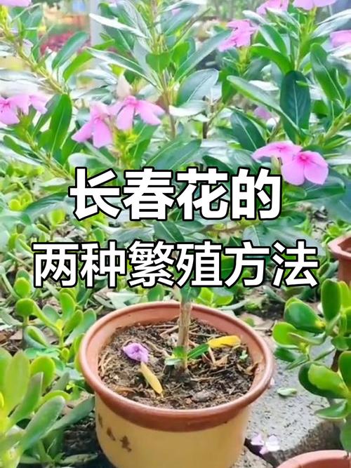 四季梅怎么扦插(四季梅插枝能活吗)-第1张图片-多多自然网 四季梅怎么扦插(四季梅插枝能活吗)-第1张图片-多多自然网