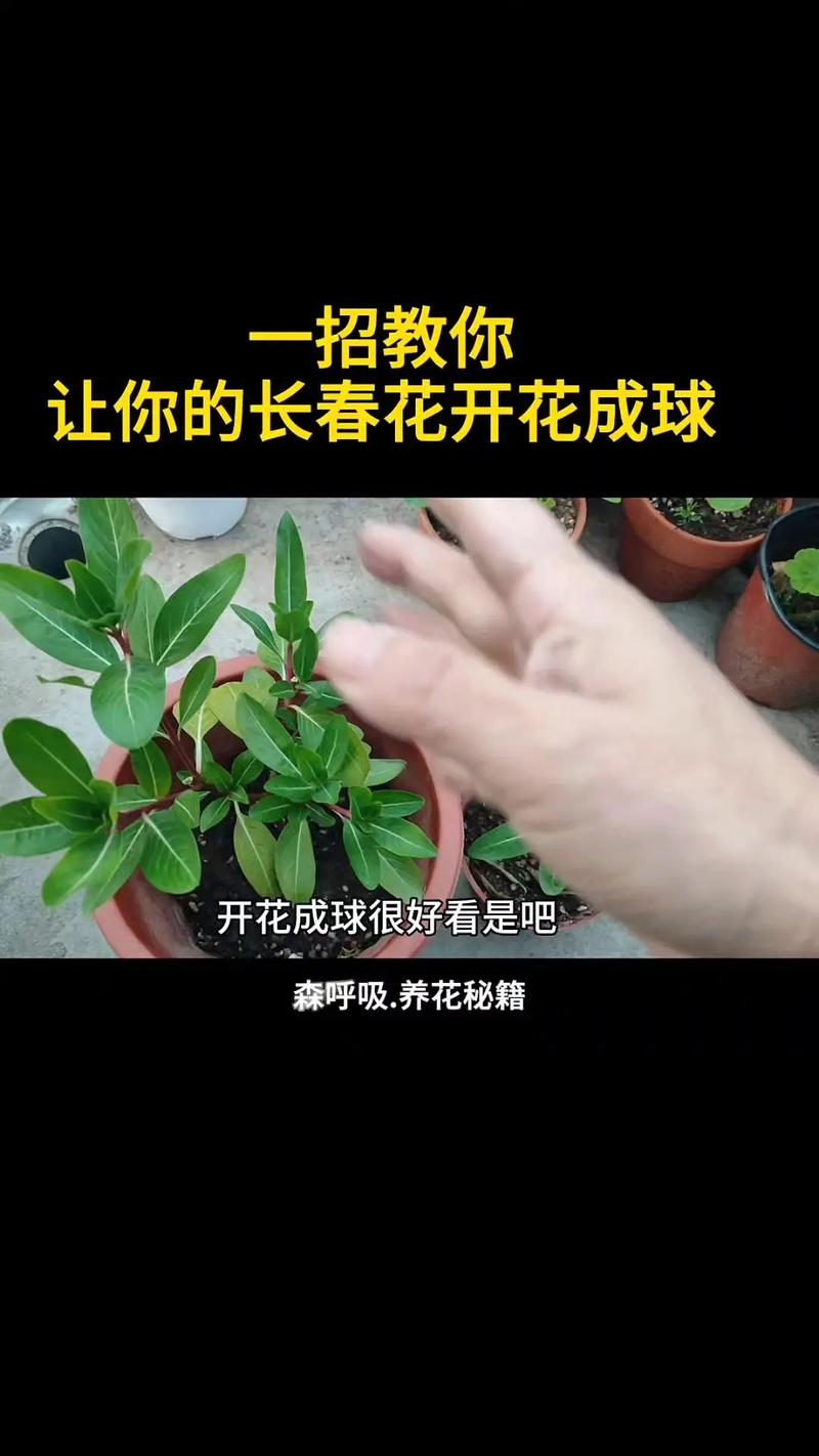 四季梅怎么扦插(四季梅插枝能活吗)-第4张图片-多多自然网 四季梅怎么扦插(四季梅插枝能活吗)-第4张图片-多多自然网
