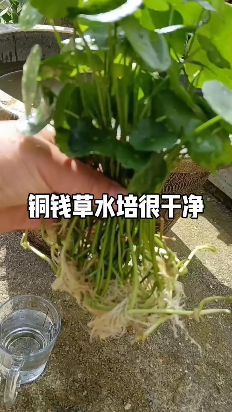 铜钱草根茎怎么水培(铜钱草根茎水培放多少水)-第2张图片-多多自然网 铜钱草根茎怎么水培(铜钱草根茎水培放多少水)-第2张图片-多多自然网