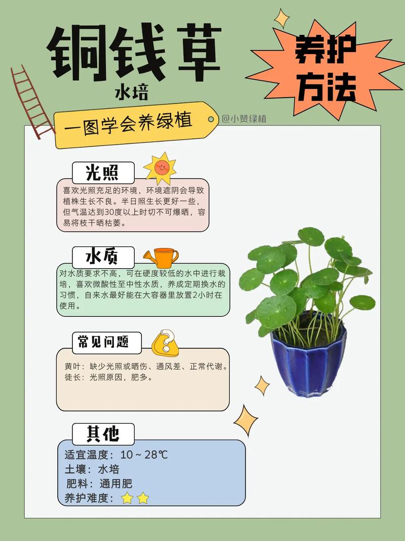 铜钱草根茎怎么水培(铜钱草根茎水培放多少水)-第3张图片-多多自然网 铜钱草根茎怎么水培(铜钱草根茎水培放多少水)-第3张图片-多多自然网