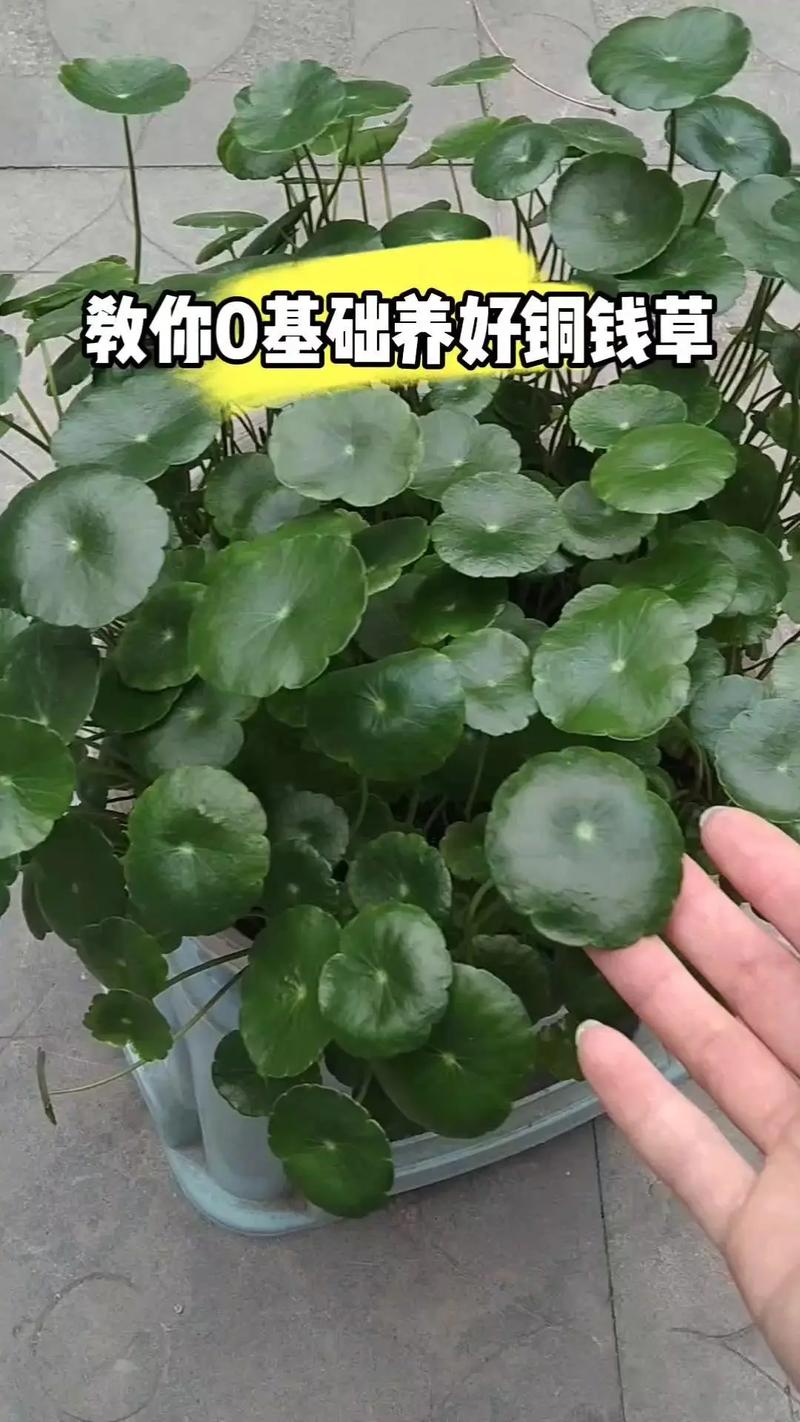 铜钱草根茎怎么水培(铜钱草根茎水培放多少水)-第4张图片-多多自然网 铜钱草根茎怎么水培(铜钱草根茎水培放多少水)-第4张图片-多多自然网