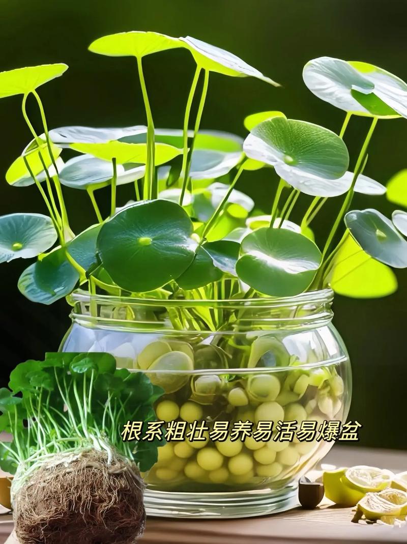 铜钱草根茎怎么水培(铜钱草根茎水培放多少水)-第5张图片-多多自然网 铜钱草根茎怎么水培(铜钱草根茎水培放多少水)-第5张图片-多多自然网