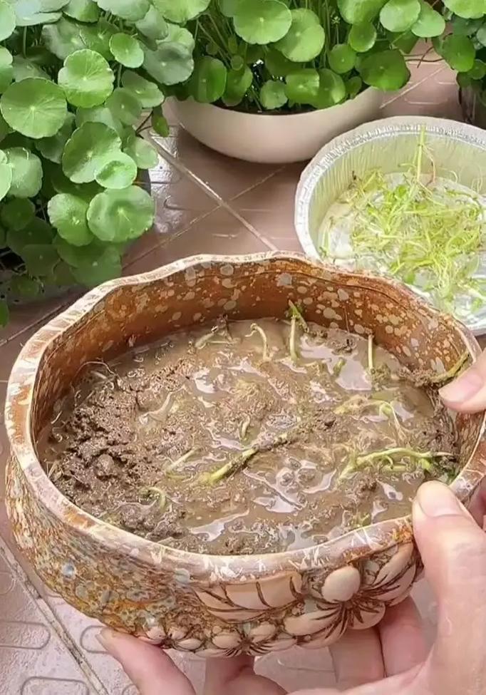 铜钱草根茎怎么水培(铜钱草根茎水培放多少水)-第7张图片-多多自然网 铜钱草根茎怎么水培(铜钱草根茎水培放多少水)-第7张图片-多多自然网
