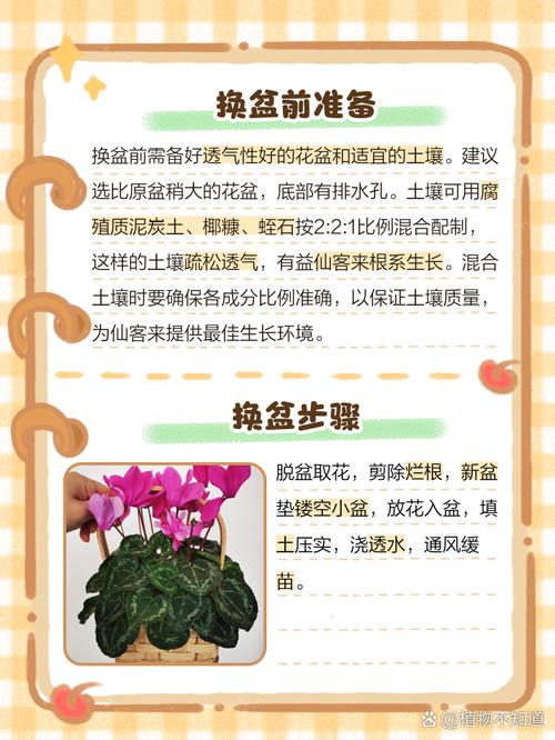 仙客来换盆注意事项(仙客来换盆注意事项和换盆后期养护)-第1张图片-多多自然网 仙客来换盆注意事项(仙客来换盆注意事项和换盆后期养护)-第1张图片-多多自然网