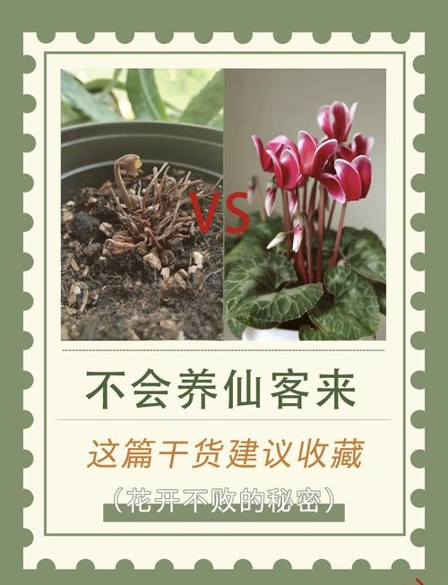 仙客来换盆注意事项(仙客来换盆注意事项和换盆后期养护)-第2张图片-多多自然网 仙客来换盆注意事项(仙客来换盆注意事项和换盆后期养护)-第2张图片-多多自然网