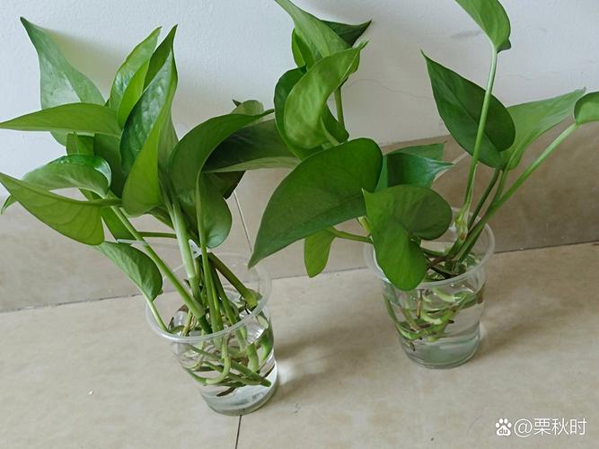 大叶绿萝能水培吗(大叶绿萝能水扦插吗)-第1张图片-多多自然网 大叶绿萝能水培吗(大叶绿萝能水扦插吗)-第1张图片-多多自然网